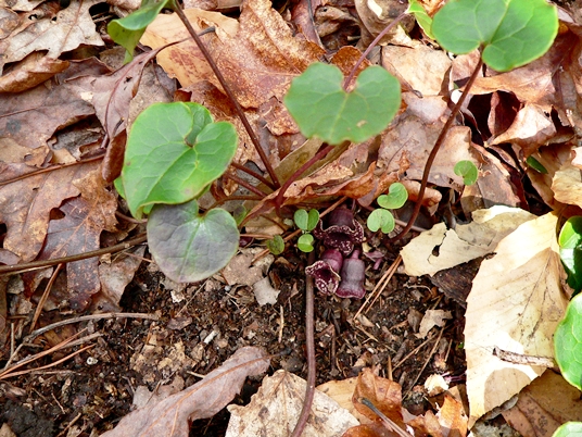 {Hexastylis heterophylla}